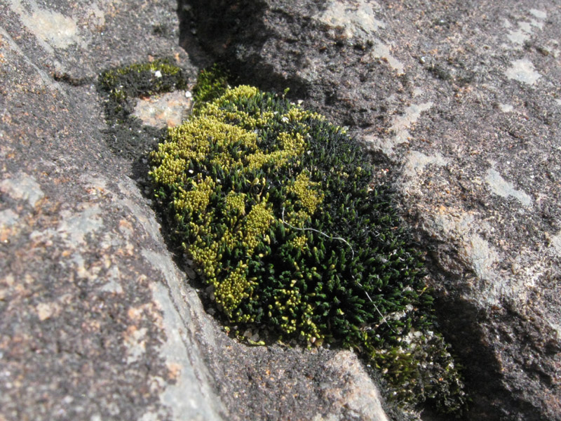 Bryum calobryoides